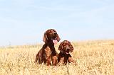 SETTER IRLANDAIS 095